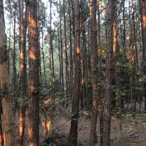 Photo #15 of SOLD property in Off Beaver Dam Road, Waverly, VA 20.0 acres