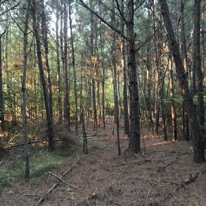 Photo #16 of SOLD property in Off Beaver Dam Road, Waverly, VA 20.0 acres