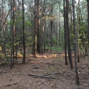 Photo #17 of SOLD property in Off Beaver Dam Road, Waverly, VA 20.0 acres