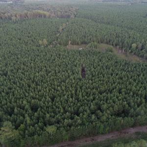 Photo #18 of SOLD property in Off Beaver Dam Road, Waverly, VA 20.0 acres