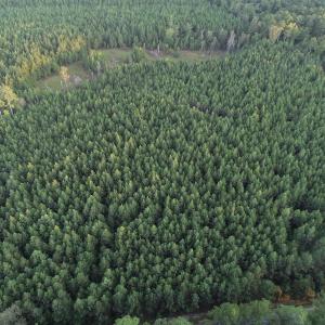 Photo #4 of SOLD property in Off Beaver Dam Road, Waverly, VA 20.0 acres
