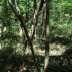 Photo #9 of SOLD property in Off Hightowers Road, Mebane, NC 14.1 acres