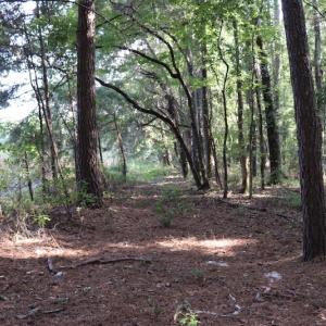 Photo #9 of SOLD property in Off Palmeto Bay Road, Hallsboro, NC 11.7 acres