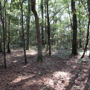 Photo #10 of SOLD property in Off Palmeto Bay Road, Hallsboro, NC 11.7 acres