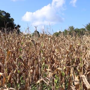 Photo #12 of SOLD property in Off Palmeto Bay Road, Hallsboro, NC 11.7 acres