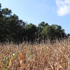 Photo #13 of SOLD property in Off Palmeto Bay Road, Hallsboro, NC 11.7 acres