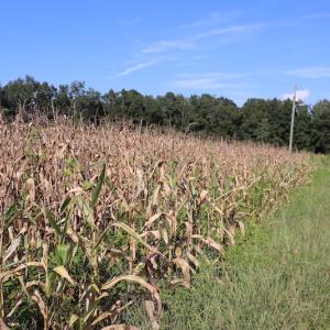 Photo #14 of SOLD property in Off Palmeto Bay Road, Hallsboro, NC 11.7 acres