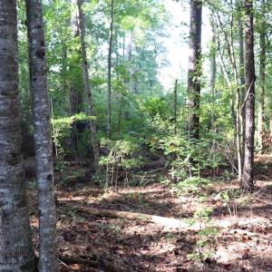 Photo #17 of SOLD property in Off Palmeto Bay Road, Hallsboro, NC 11.7 acres