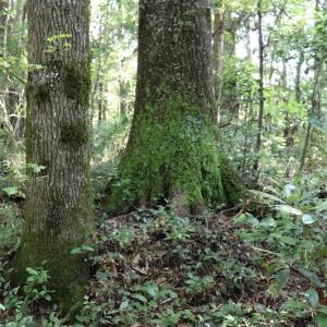 Photo #18 of SOLD property in Off Palmeto Bay Road, Hallsboro, NC 11.7 acres
