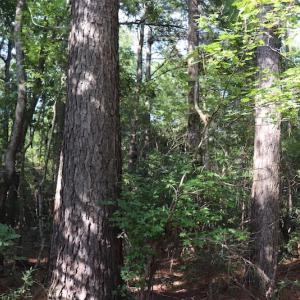 Photo #6 of SOLD property in Off Palmeto Bay Road, Hallsboro, NC 11.7 acres