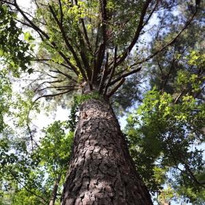 Photo #7 of SOLD property in Off Palmeto Bay Road, Hallsboro, NC 11.7 acres