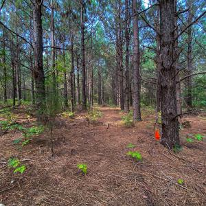 Photo #32 of SOLD property in Off Willie Pace Road, Burlington, NC 13.0 acres