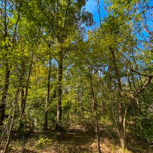 Photo #39 of SOLD property in Off Willie Pace Road, Burlington, NC 13.0 acres