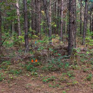 Photo #41 of SOLD property in Off Willie Pace Road, Burlington, NC 13.0 acres