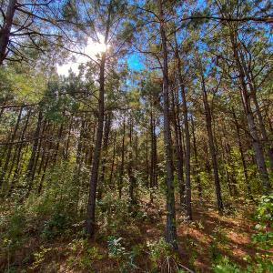 Photo #43 of SOLD property in Off Willie Pace Road, Burlington, NC 13.0 acres