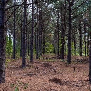Photo #15 of SOLD property in Off Willie Pace Road, Burlington, NC 13.0 acres