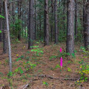 Photo #19 of SOLD property in Off Willie Pace Road, Burlington, NC 13.0 acres