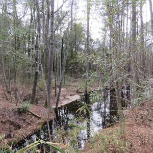 Photo #12 of SOLD property in Off NC Hwy 53 W, White Oak, NC 215.2 acres