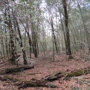 Photo #13 of SOLD property in Off NC Hwy 53 W, White Oak, NC 215.2 acres
