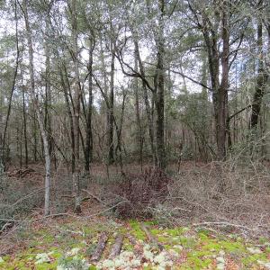 Photo #14 of SOLD property in Off NC Hwy 53 W, White Oak, NC 215.2 acres