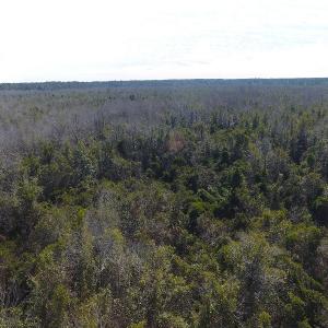 Photo #15 of SOLD property in Off NC Hwy 53 W, White Oak, NC 215.2 acres