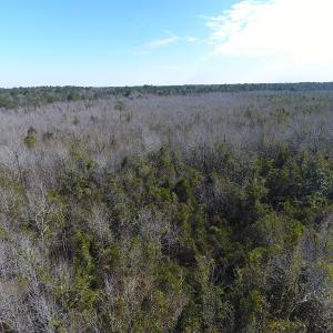 Photo #5 of SOLD property in Off NC Hwy 53 W, White Oak, NC 215.2 acres