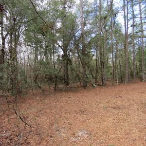 Photo #6 of SOLD property in Off NC Hwy 53 W, White Oak, NC 215.2 acres