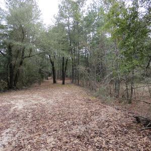 Photo #8 of SOLD property in Off NC Hwy 53 W, White Oak, NC 215.2 acres