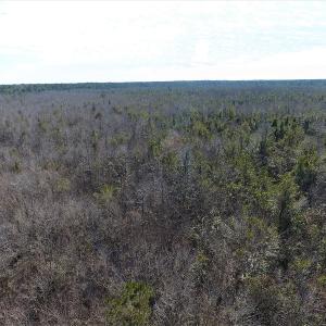 Photo #10 of SOLD property in Off NC Hwy 53 W, White Oak, NC 215.2 acres