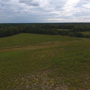 Photo #6 of SOLD property in Off Brayboy Road, Rowland, NC 11.0 acres