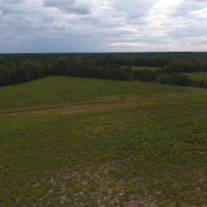 Photo #6 of SOLD property in Off Brayboy Road, Rowland, NC 11.0 acres