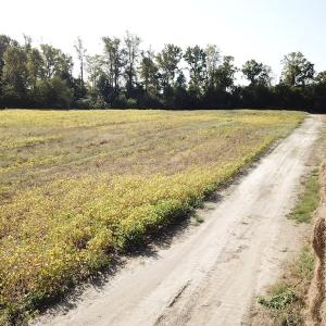 Photo #6 of 1247 Macedonia Road, Edenton, NC 83.0 acres