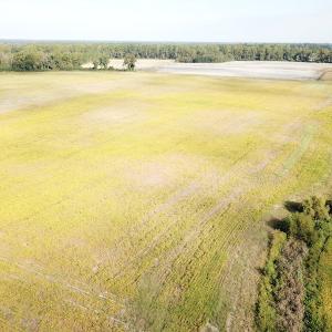 Photo #8 of 1247 Macedonia Road, Edenton, NC 83.0 acres