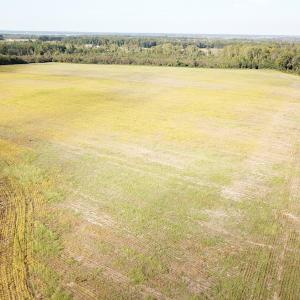 Photo #10 of 1247 Macedonia Road, Edenton, NC 83.0 acres