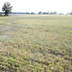 Photo #27 of 1247 Macedonia Road, Edenton, NC 83.0 acres