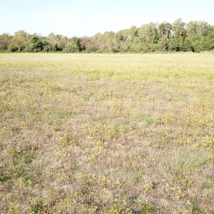Photo #31 of 1247 Macedonia Road, Edenton, NC 83.0 acres