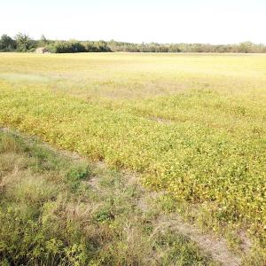 Photo #33 of 1247 Macedonia Road, Edenton, NC 83.0 acres