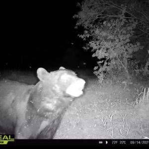 Photo #41 of 1247 Macedonia Road, Edenton, NC 83.0 acres