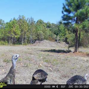 Photo #42 of 1247 Macedonia Road, Edenton, NC 83.0 acres