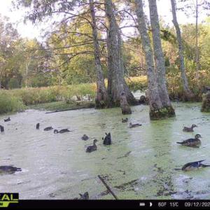 Photo #43 of 1247 Macedonia Road, Edenton, NC 83.0 acres