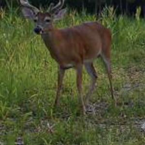 Photo #44 of 1247 Macedonia Road, Edenton, NC 83.0 acres
