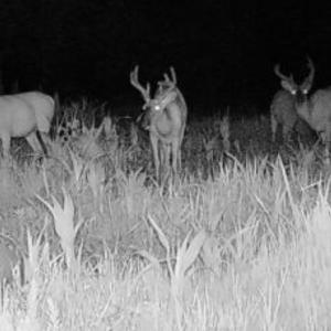 Photo #45 of 1247 Macedonia Road, Edenton, NC 83.0 acres
