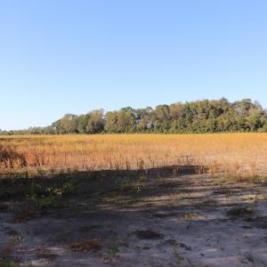 Photo #27 of Off Wintergreen Road, Cove City, NC 91.3 acres