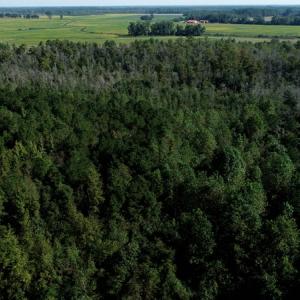 Photo #2 of Off Richland Drive, Red Springs, NC 9.5 acres