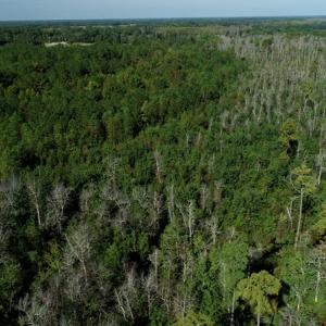 Photo #4 of Off Richland Drive, Red Springs, NC 9.5 acres