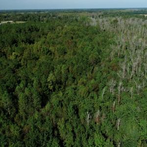 Photo #5 of Off Richland Drive, Red Springs, NC 9.5 acres