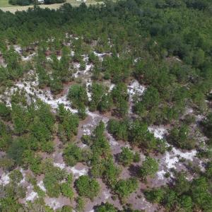 Photo #17 of SOLD property in 2139 Norris Road, Garland, NC 70.8 acres