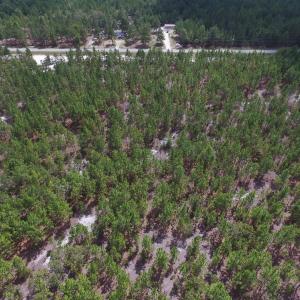 Photo #22 of SOLD property in 2139 Norris Road, Garland, NC 70.8 acres