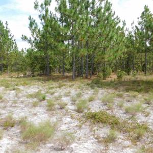Photo #29 of SOLD property in 2139 Norris Road, Garland, NC 70.8 acres