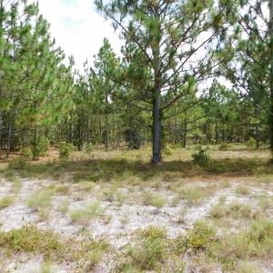Photo #30 of SOLD property in 2139 Norris Road, Garland, NC 70.8 acres